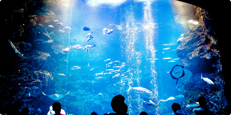 画像：京都水族館