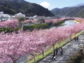 河津桜まつりは例年2/10~3/10上旬迄開催!伊豆高原の駅から電車で約30分♪ご予約は早めがオススメです★