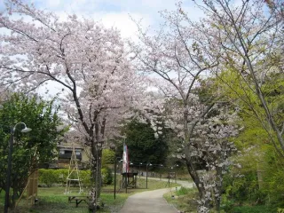 【春】きらの里の敷地内の桜は例年下旬頃が見頃です♪