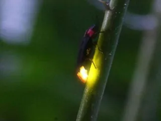 【敷地内の動物】大浴場の前の小川には例年数匹のホタルが現れます♪(例年5月下旬~6月上旬頃まで)