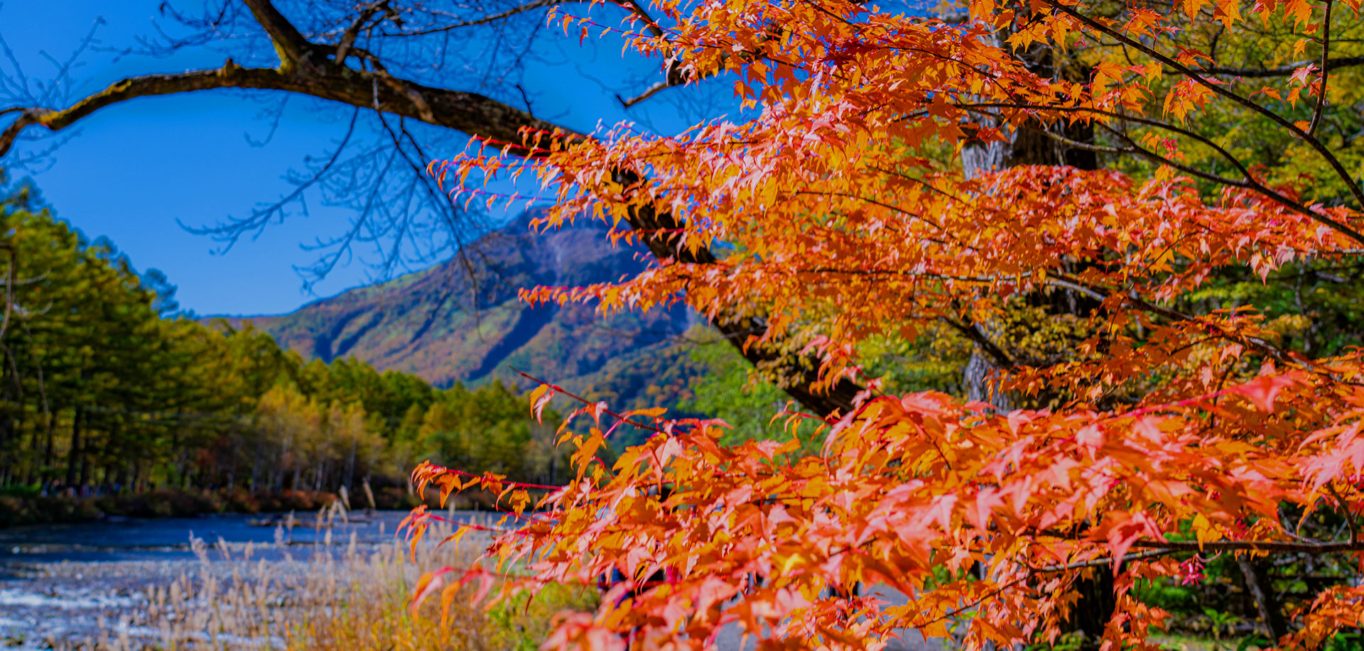 画像：白川風景