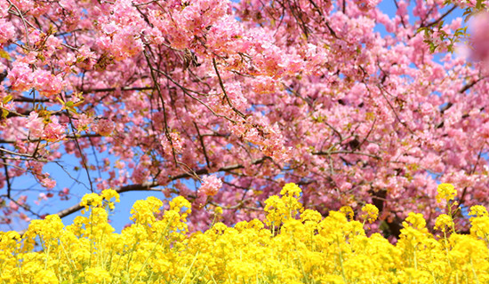 ライトアップされた夜桜も美しい、早咲きが有名な河津桜まつり